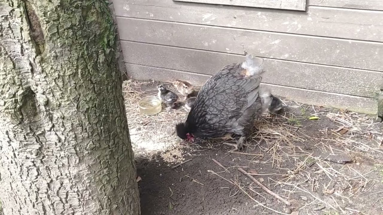 Ben ik nou zo dom, of zijn die kippen zo slim?? Hoeveel kuikens worden het dit jaar?