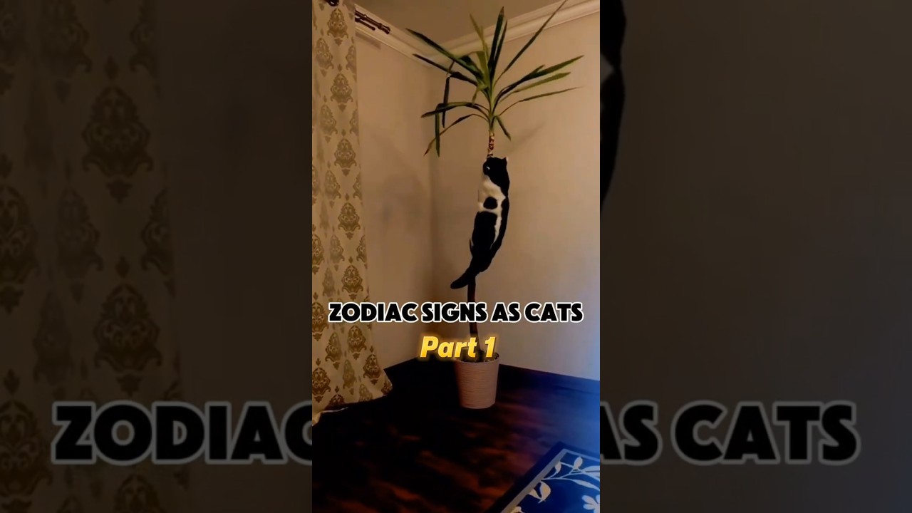 The zodiac signs as cats (part 1) #astrology #cats #zodiacsigns