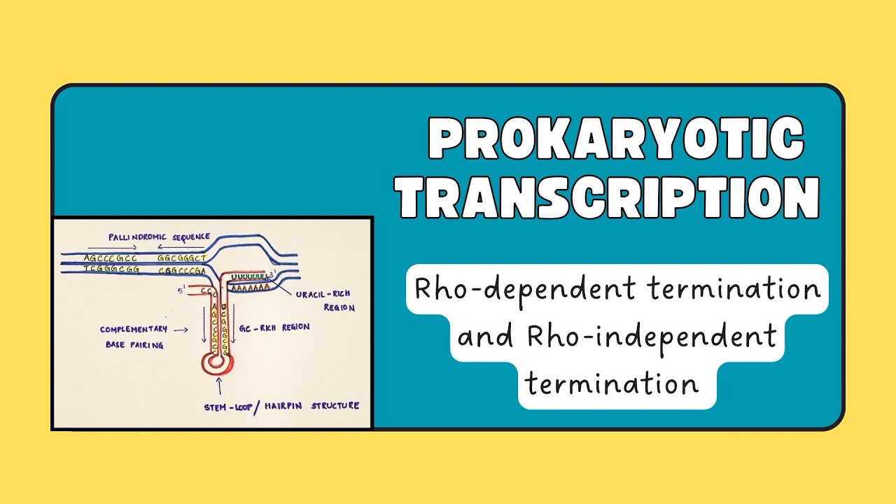 Prokaryotic transcription | Rho-dependent termination | Rho-independent termination