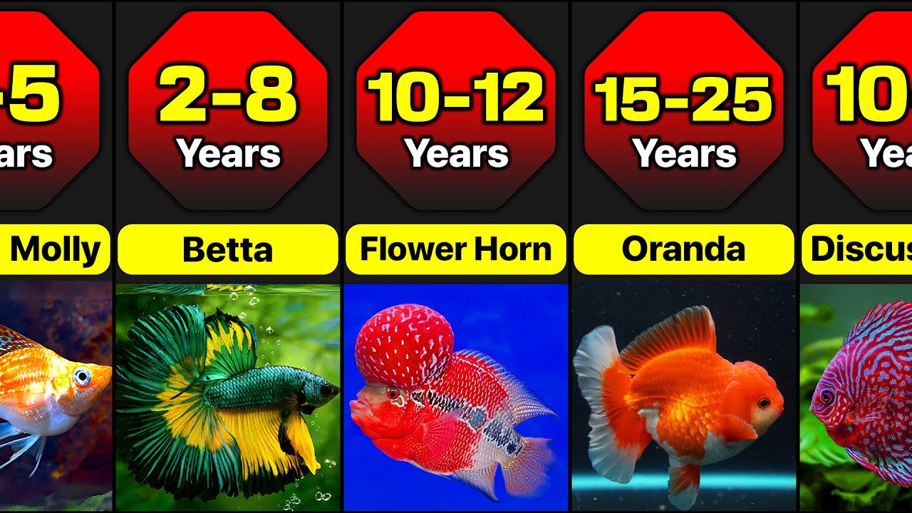 Comparison: Lifespan Of Different Popular Ornamental Fish