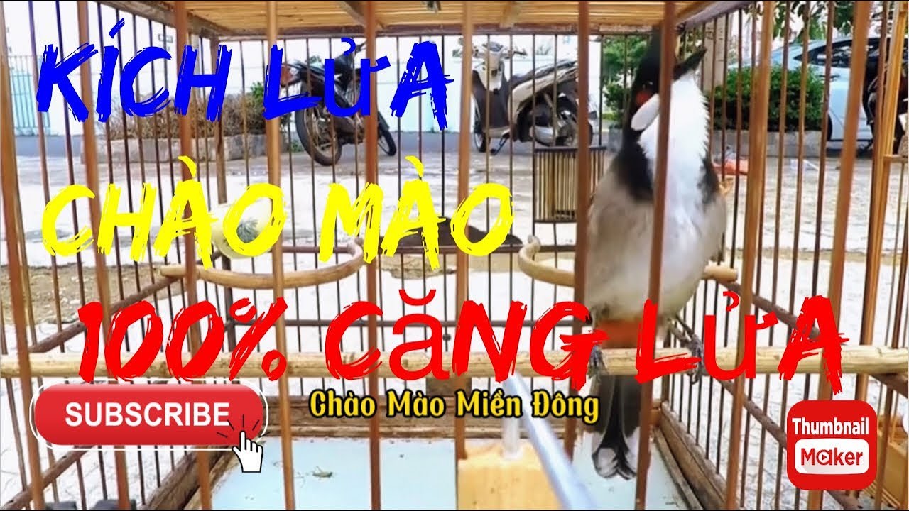 Kích Lửa Chào Mào Cực Căng!Nghe Là Ché Luyện Giọng Chào Mào!Ép Giọng Má Trắng || Chào Mào Miền Đông