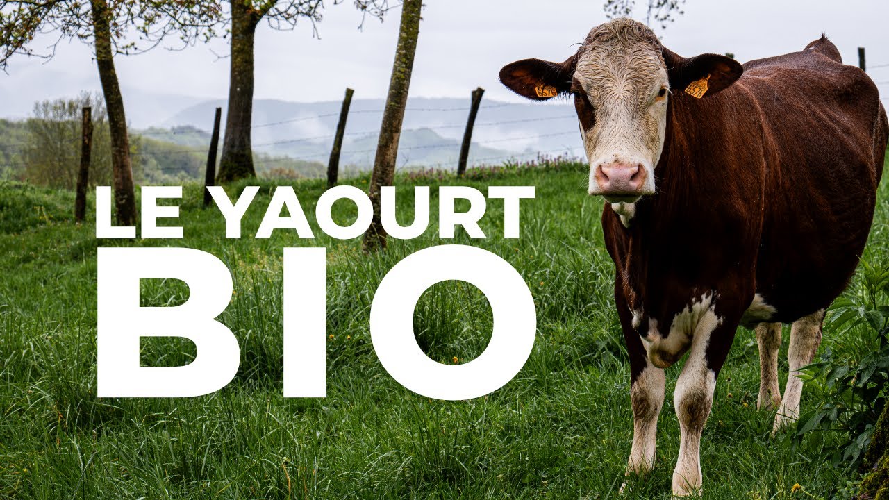 Du lait bio, aux yaourts : immersion au GAEC T&eacute;taz