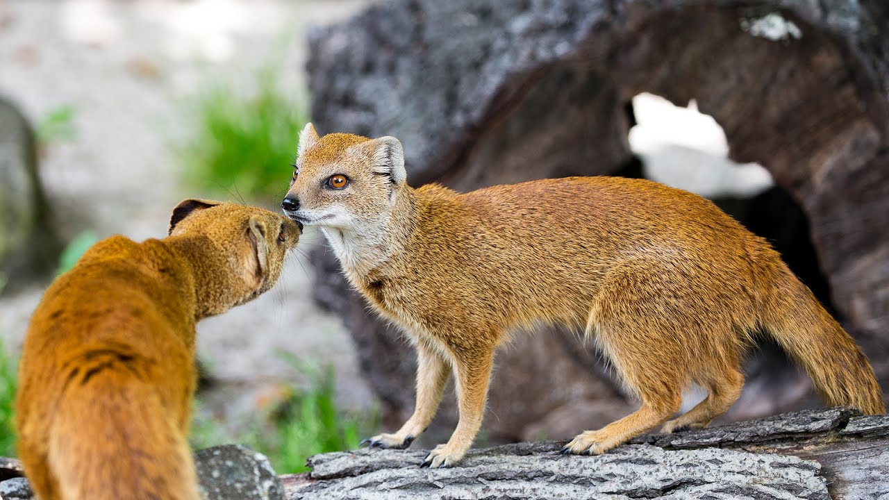 Yellow Mongoose: Nature's Agile Hunter!