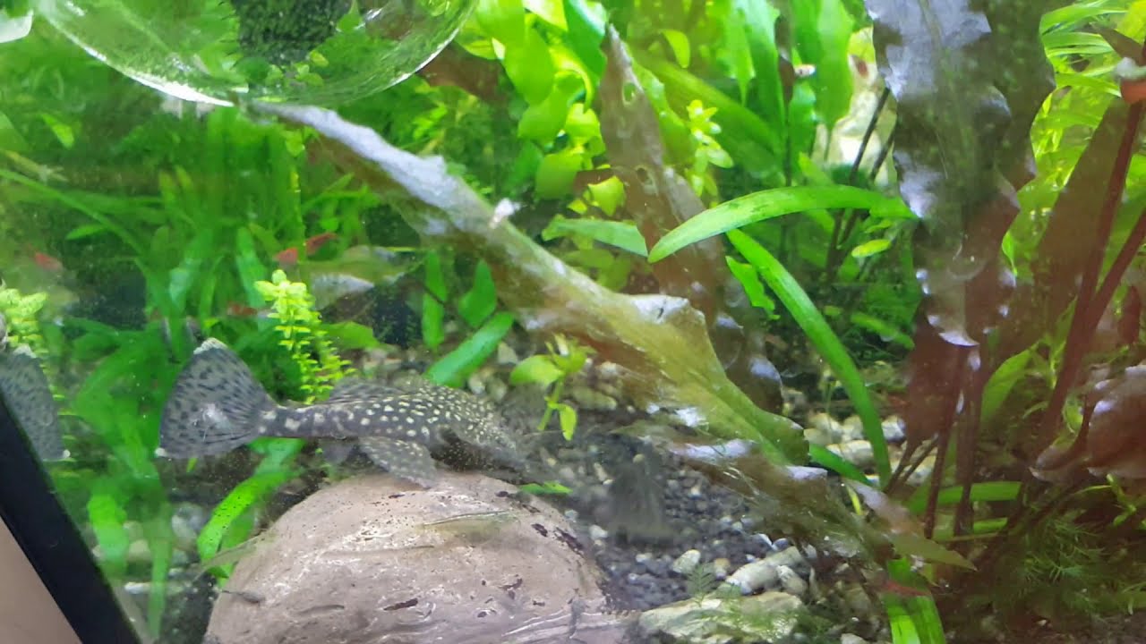 Ancistrus aggressivity