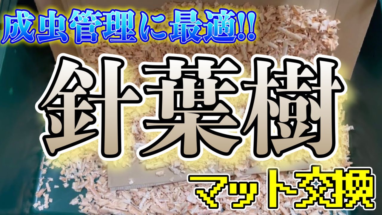 【オオクワガタ】針葉樹マットで生体管理!! 越冬中のマットを新品に交換します!!