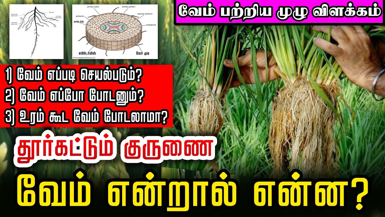 ஒரு நாற்றுக்கு 60 தூர்கள் - நெல்லுக்கு தூர்கட்டும் குருணை போடும் முன் பார்த்து வாங்குங்க விவசாயிகளே
