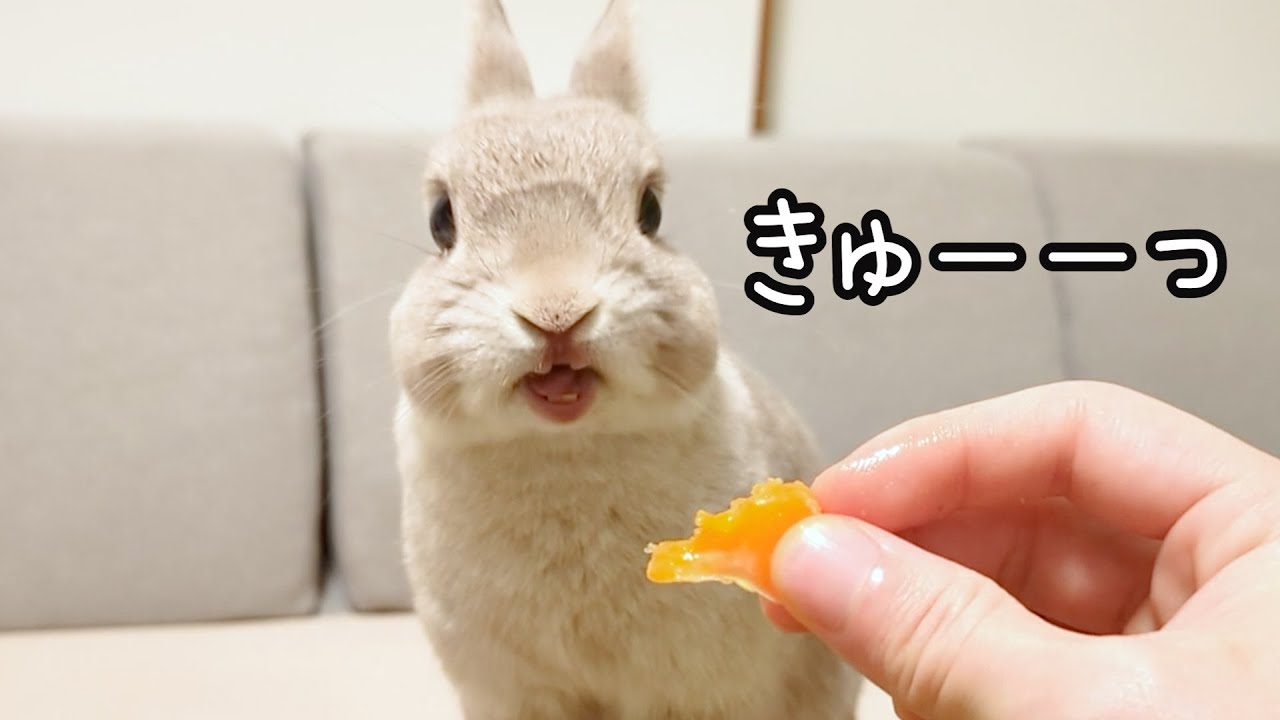 コタツで食べるミカンのおいしさを知ってしまったウサギさん、思わず声が漏れてしまう