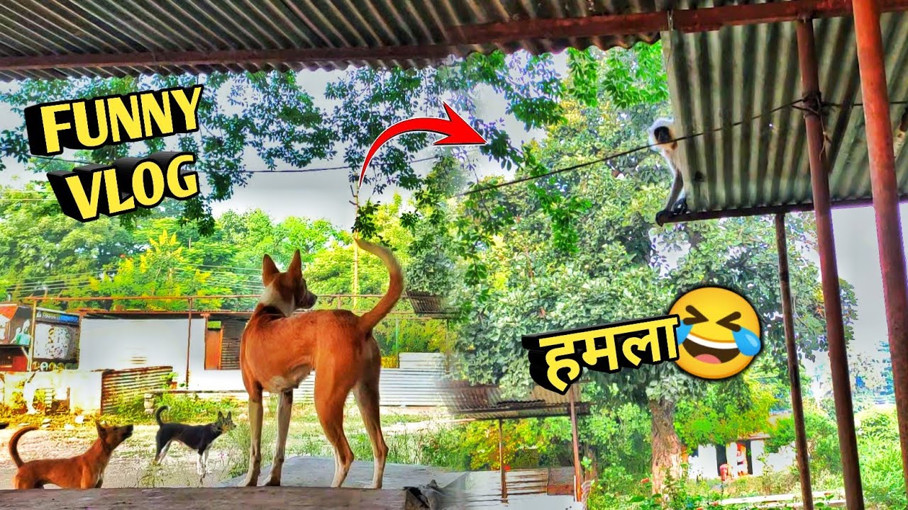 कुत्तों ने बंदर को घेर लिए 🤣 Funny Vlog