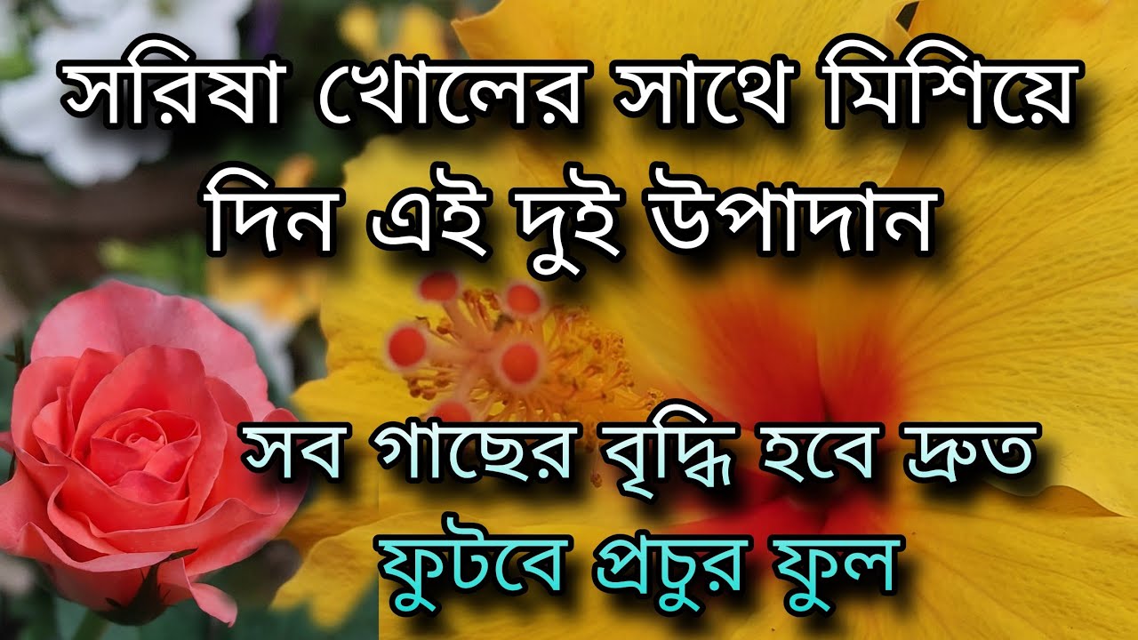 সরিষা খোলের সাথে মিশিয়ে দিন এই দুই উপাদান / সব গাছের বৃদ্ধি হবে দ্রুত ফুটবে প্রচুর ফুল 
