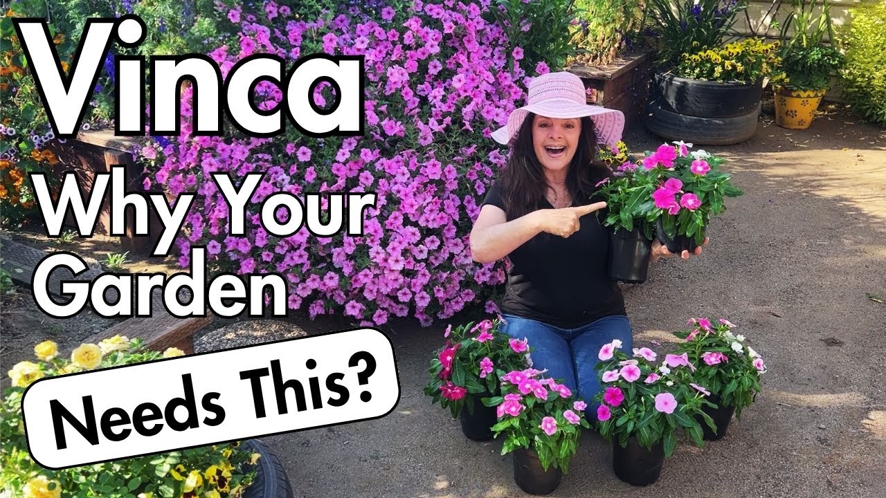 Planting Vinca Flowers in Pots!!! 🌸 Why YOU Should Grow Them Too!