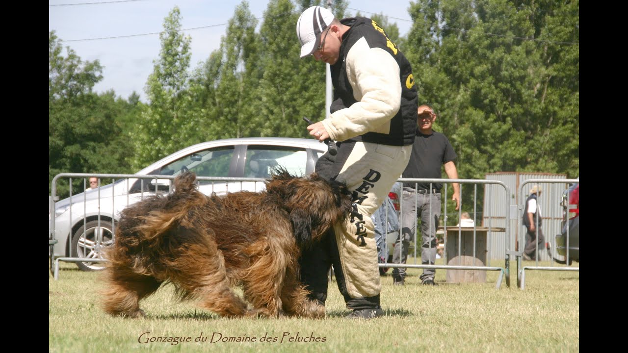 BRIARD , travail en ring1 , Gonzague du Domaine des Peluches