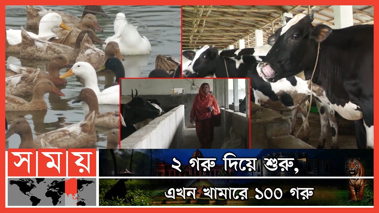 ইউটিউব দেখে গরুর খামার করে ঘুরে দাঁড়িয়েছেন জেসমিন | Cow Farming | Hili News | Farm Entrepreneur