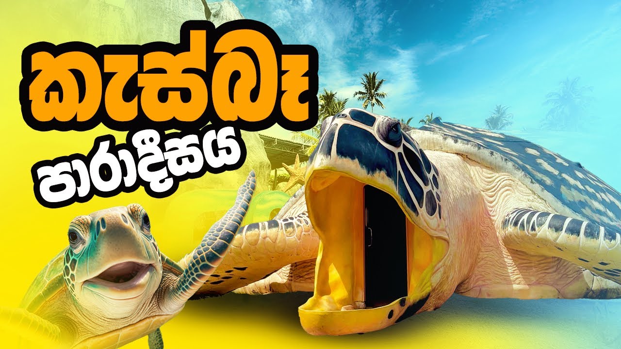 අහුන්ගල්ලේ කැස්බෑ පාරාදීසය 🐢 | Ahungalla sea Turtle conservation and research center 🦞🦈🦐🐠🐋🦑