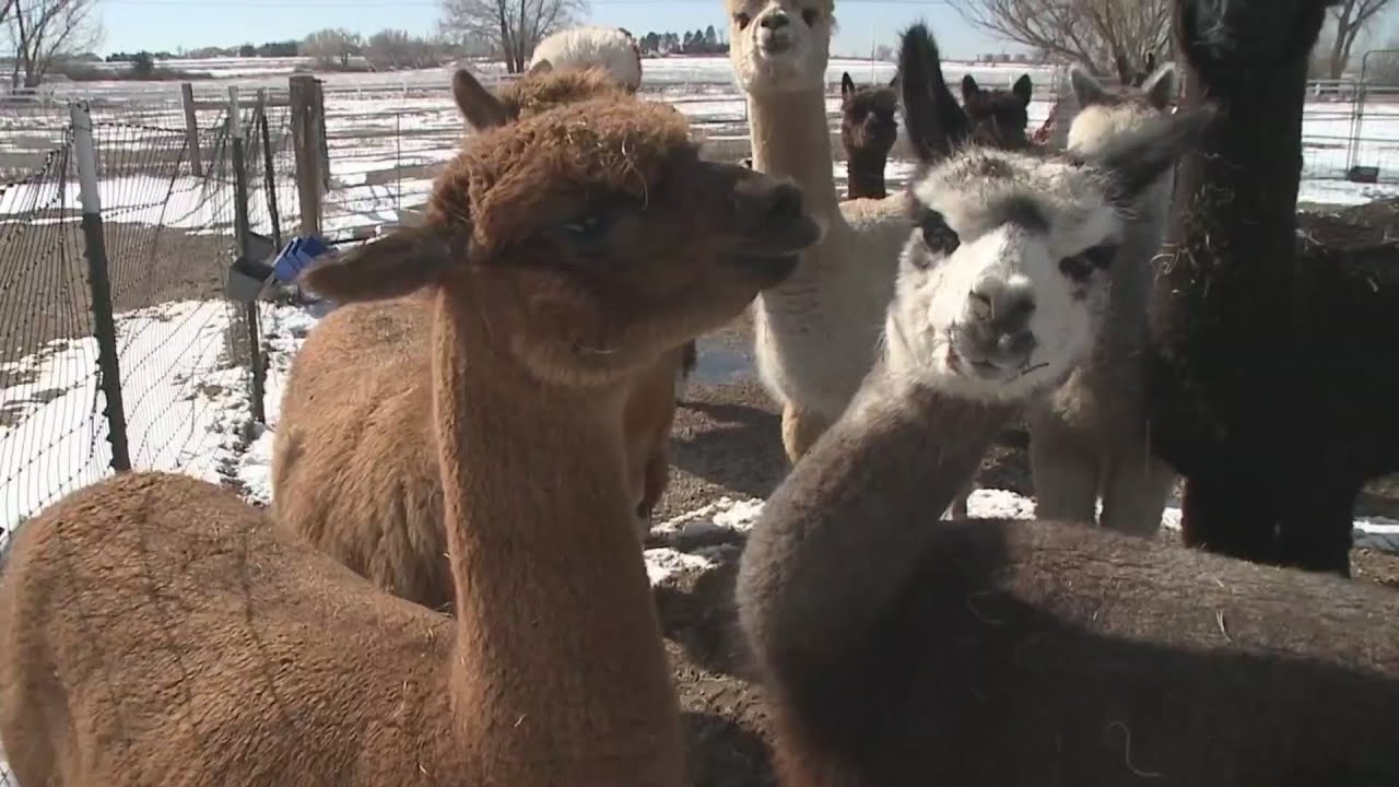 Alpaca farm satisfies outdoor longing: Outdoor Colorado
