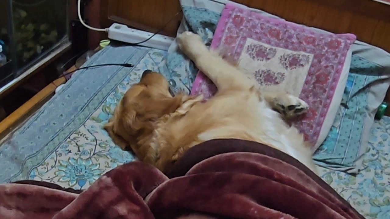 Miliye hamari rajasthani retriever se🤣🐶
