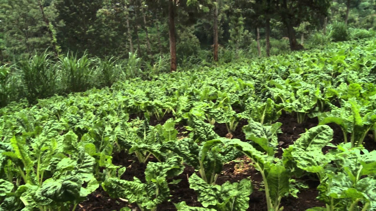 Smart Farm: Mixed Farming