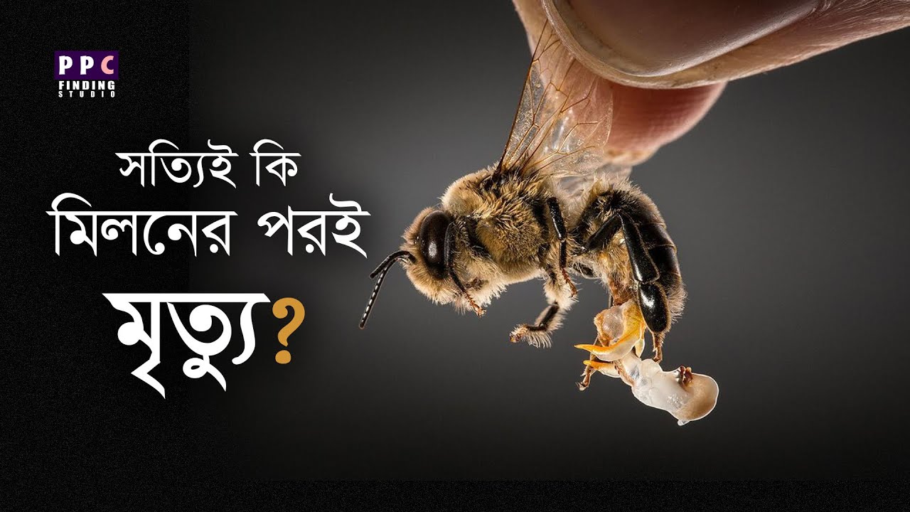 মিলনের পর পুরুষ মৌমাছিগুলো কি সত্যি মৃত্যুবরণ করে | Do Male bees really die after mating?