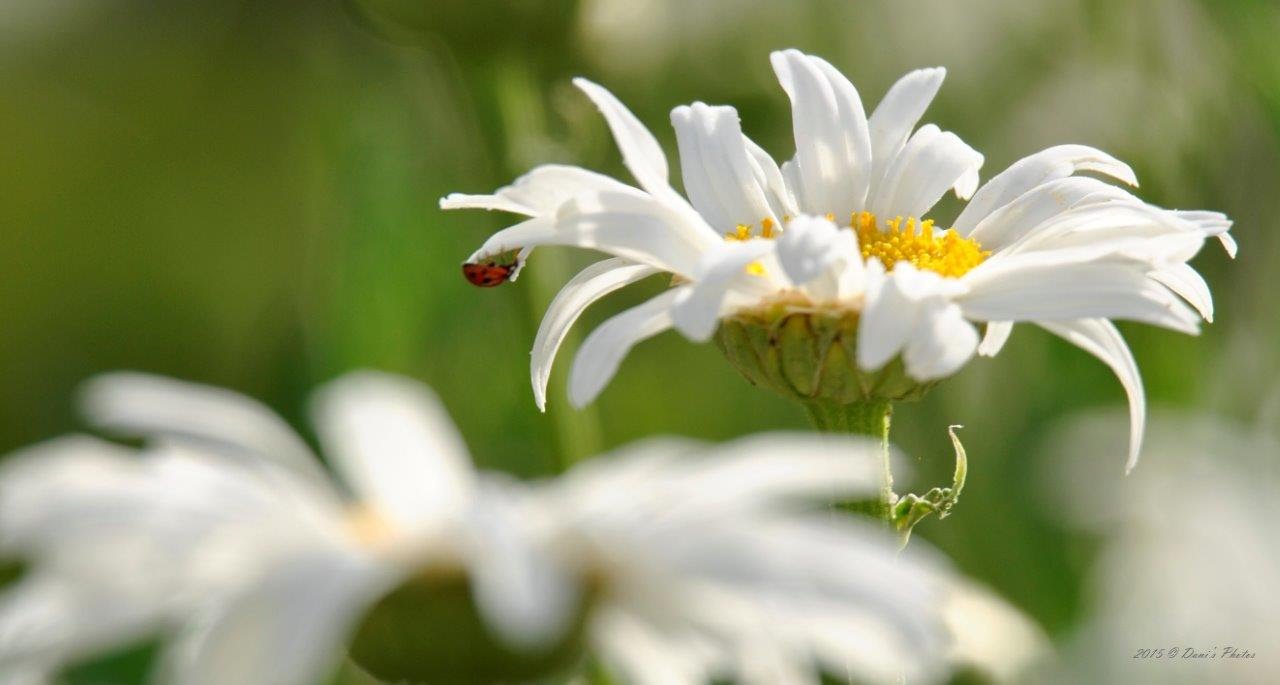 Videopoetry: Mindful, Mary Oliver