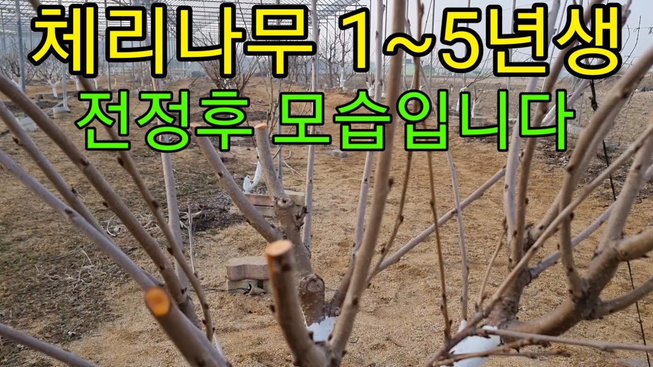 체리나무 1~5년차 까지 전정을 끝 냈습니다