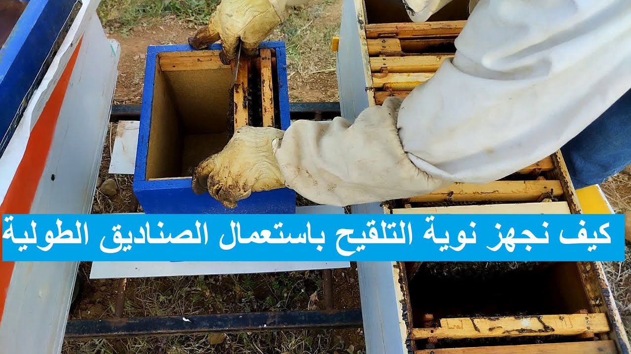 كيف نجهز نوية التلقيح باستعمال الصناديق الطولية