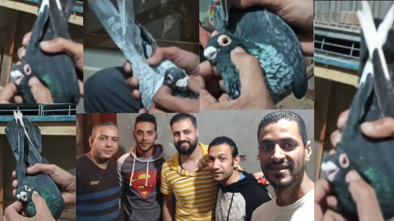 العنابره والقطقاطي احلى صحبه واحلى فرجه واحلى كلام - محمد رزق