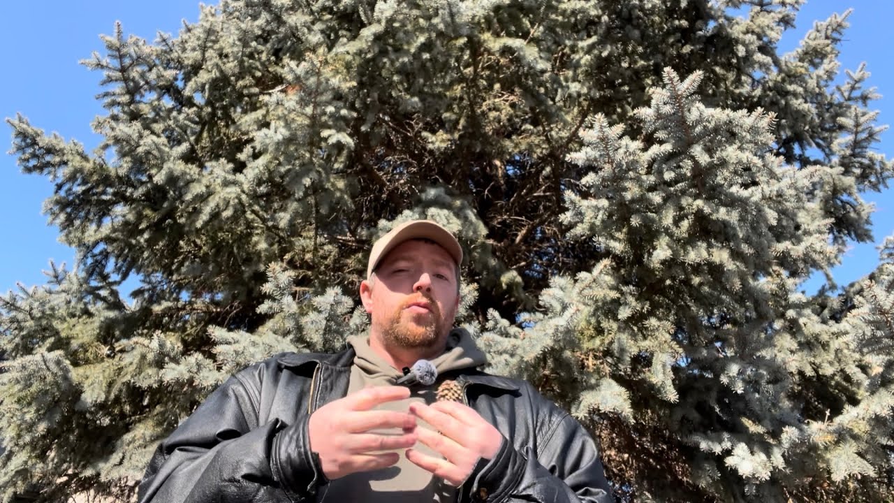 Colorado Blue Spruce  (Picea pungens)
