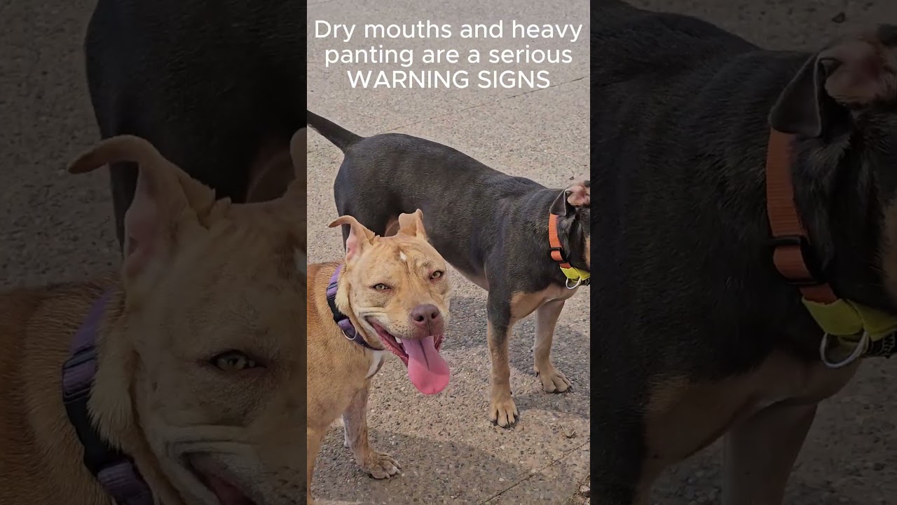 My Vet's Genius Trick for Dehydrated Dogs | Rescued Pitbulls