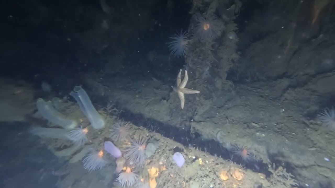 Underwater Adventures - MV Seagull, Holy Loch, Scotland - 20250721 **UNEDITED**