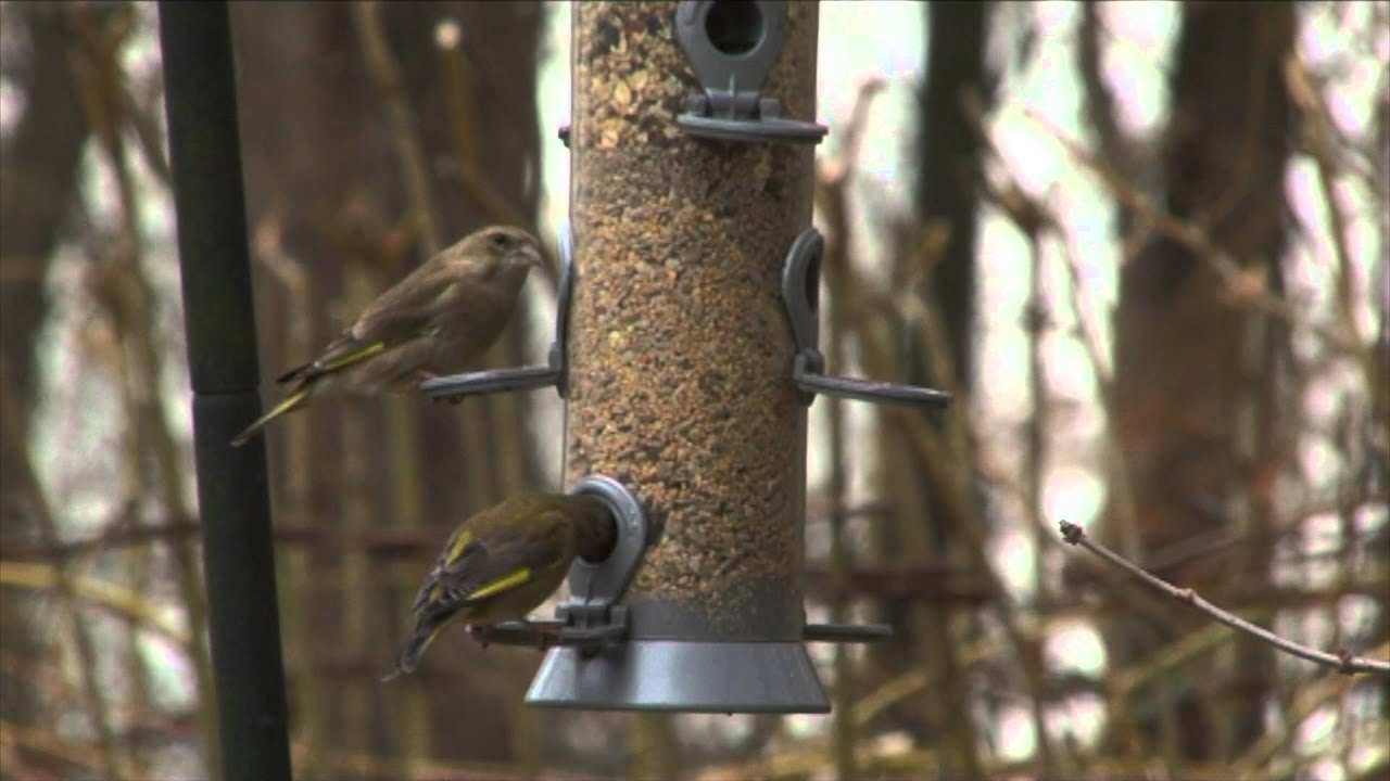 Vroege Vogels - Veel vogels door slim voeren