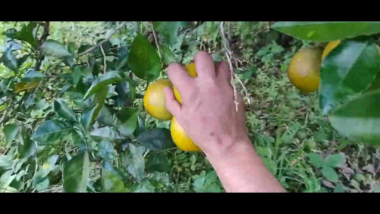 Cata de laranja Madura #laranjais #asmr #pov 