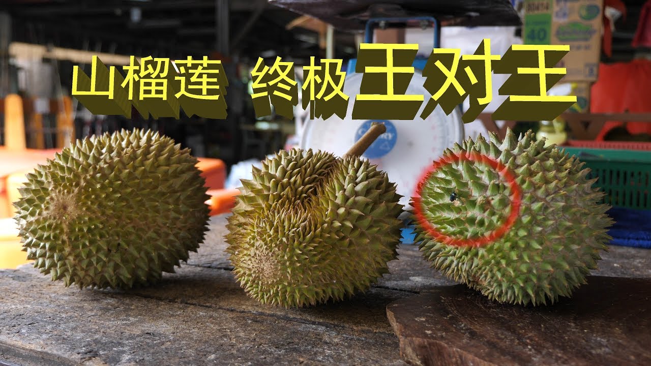 马来西亚山榴莲终极王对王 | 榴槤| Durian The King of Fruit in Malaysia