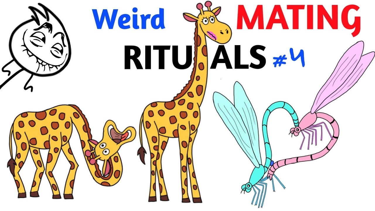 Worst Mating Rituals In Animal Kingdom - Part 4