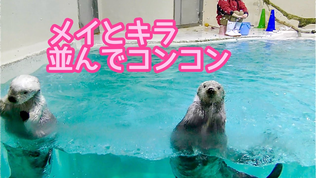 ラッコ　メイちゃんとキラちゃん　並んでコンコンしています【鳥羽水族館】Sea otter May-chan Kira-chan Toba Aquarium 
