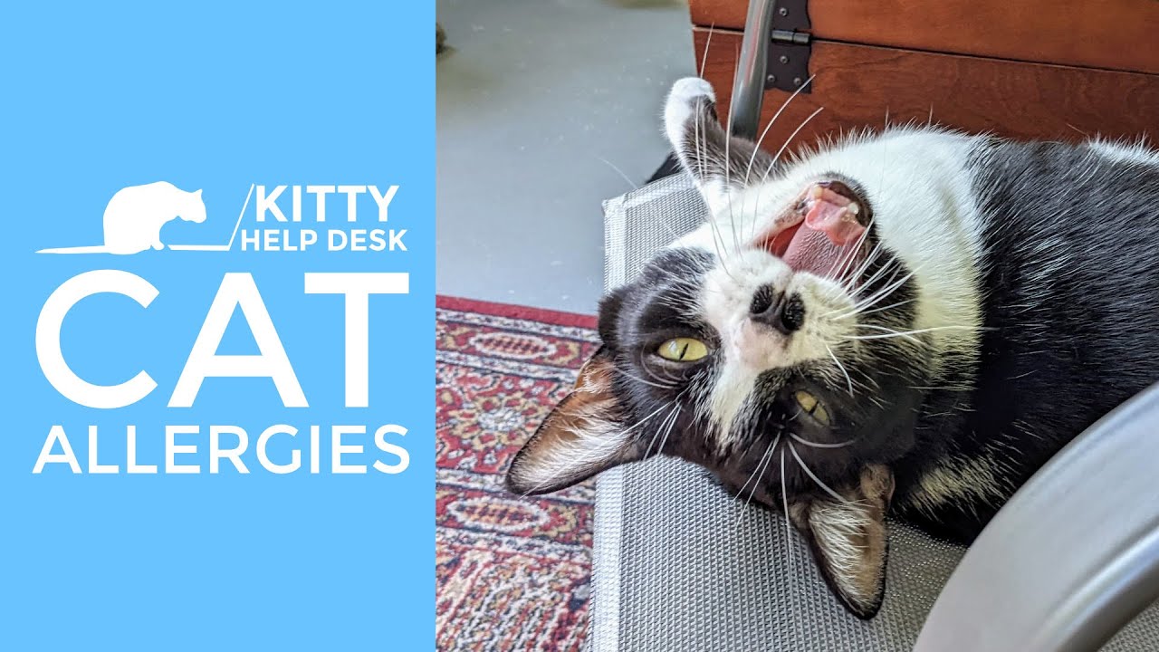Managing Allergies to Cats - Does Purina LiveClear work?