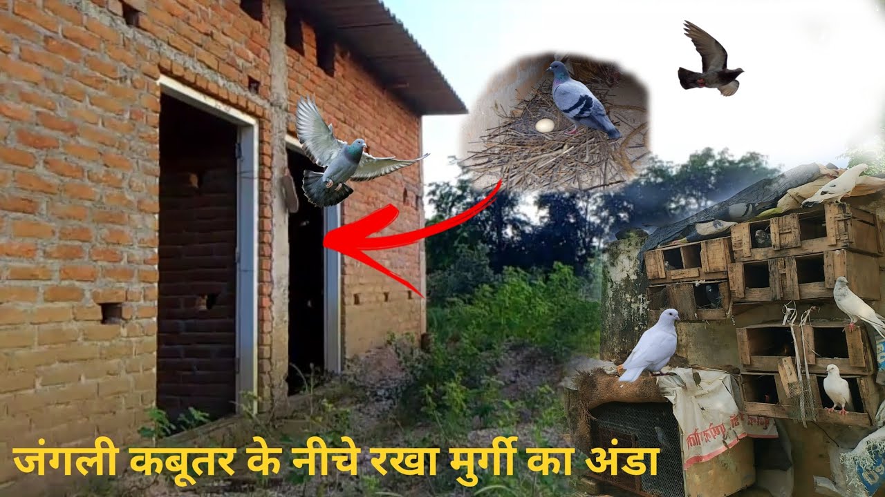 जंगली कबूतर के नीचे रखा मुर्गी काअंडा#Jungali kabutar#kabutar ki video￼#pigeon#chuja