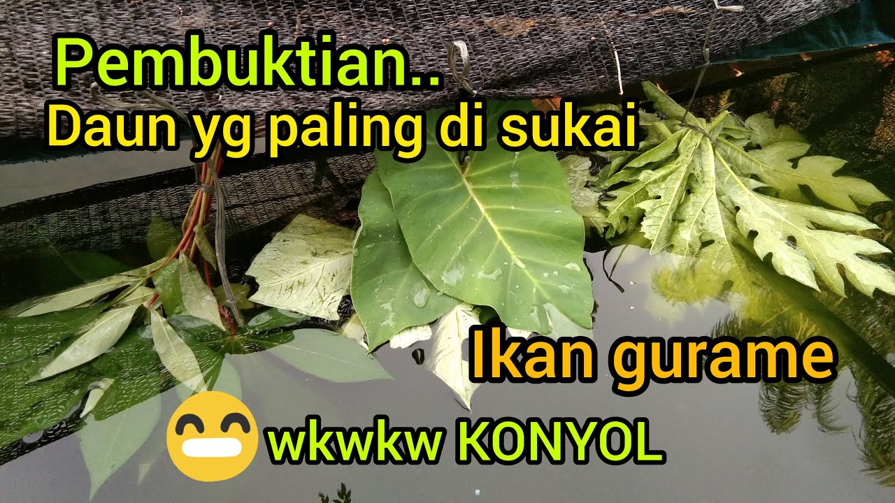 daun yang di sukai ikan gurame//pakan alternatif!! ikan jadi cepat besar