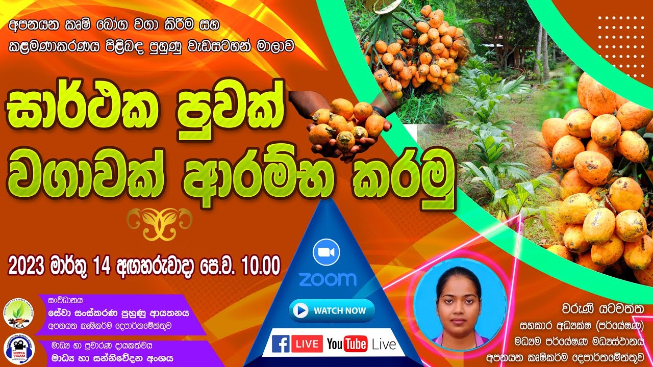 සාර්ථක පුවක් වගාවක් ආරම්භ කරමු