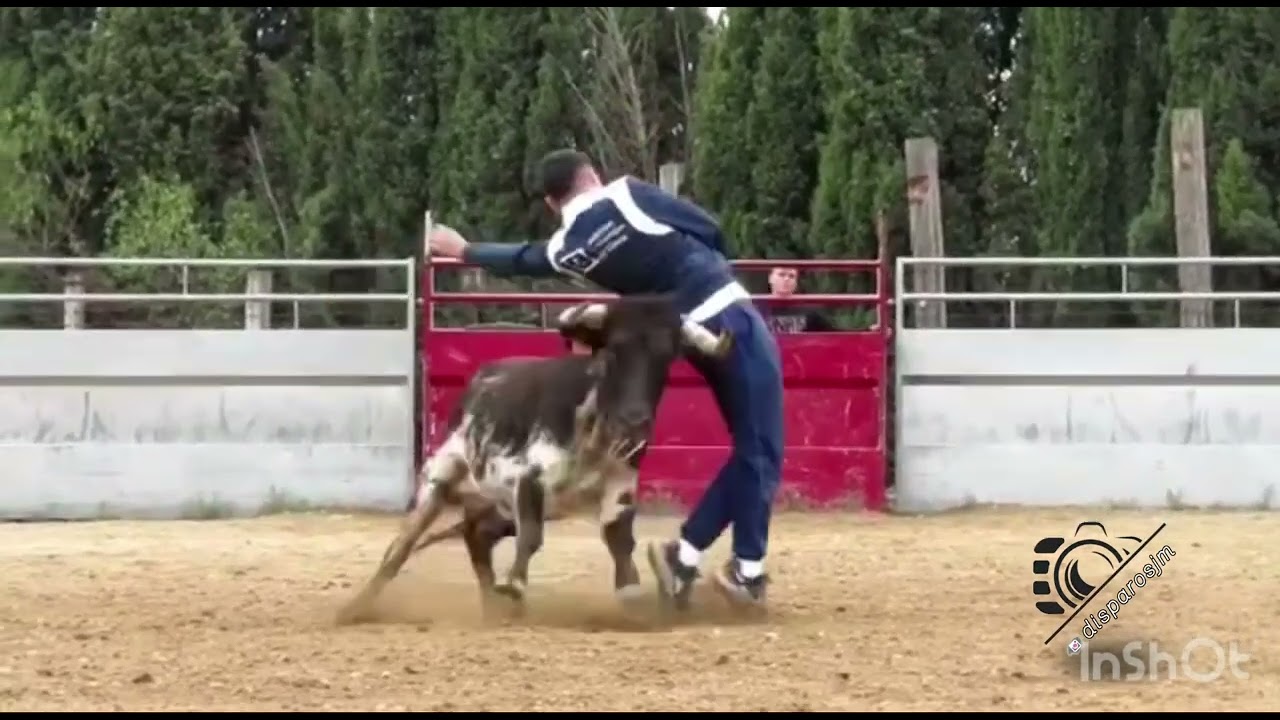 Quiebro de Fidel !!Sin palabras 😶 #quiebros #recortadores #toros #vacas #zaragoza #animales #torero