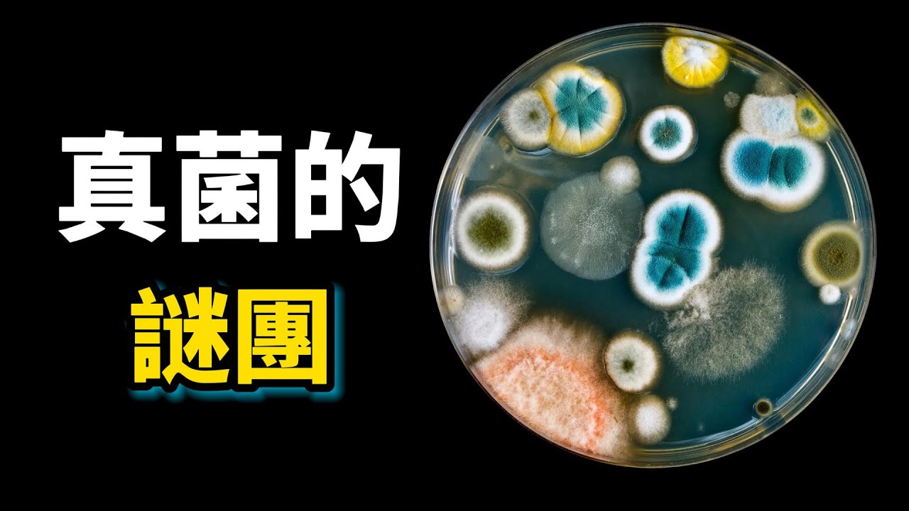 真菌之謎：輻射無法殺死的頑強生物，它們會發光，會吃掉活的昆蟲，還會淨化被石油污染的土壤，最昂貴的真菌63000美元一磅！