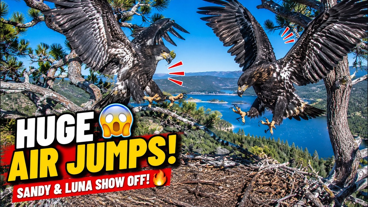 NON STOP JUMPS SHOCK THE NEST! 😱 SANDY AND LUNA'S BIGGEST JUMPS YET...🦅 IS THE FIRST FLIGHT NEXT? 👀