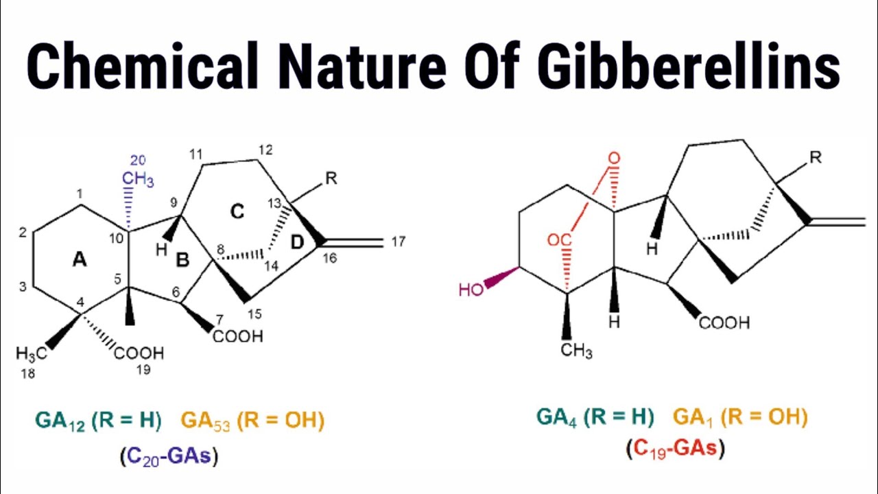 Chemical Nature Of Gibberellins | Lec. 37 | Plant Physiology