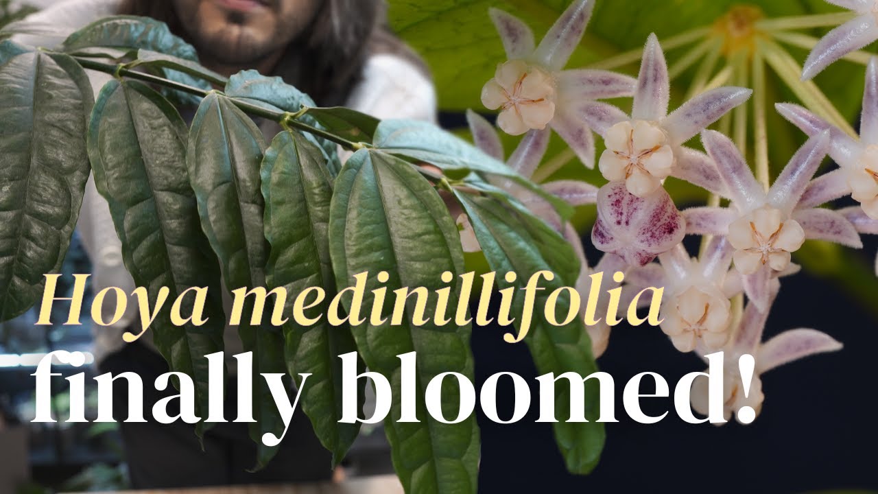 I can't believe I finally bloomed this Hoya! Hoya medinillifolia SPOTLIGHT