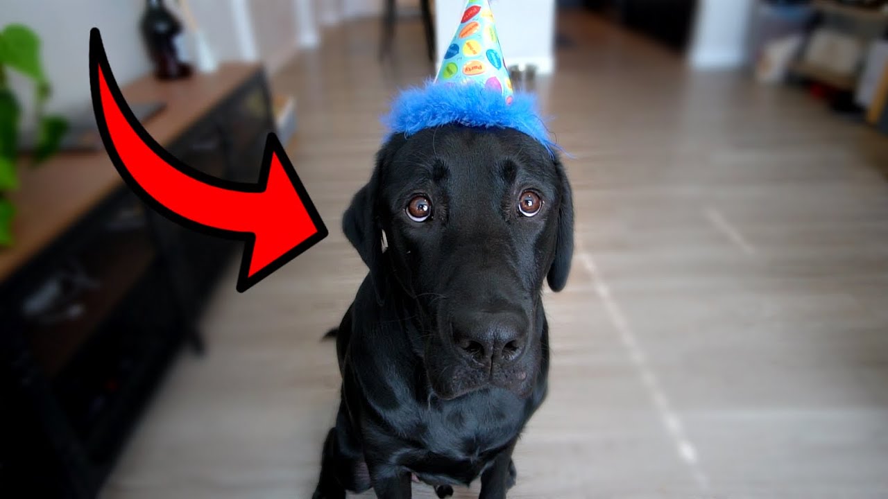 MY DOGS FIRST BIRTHDAY!!
