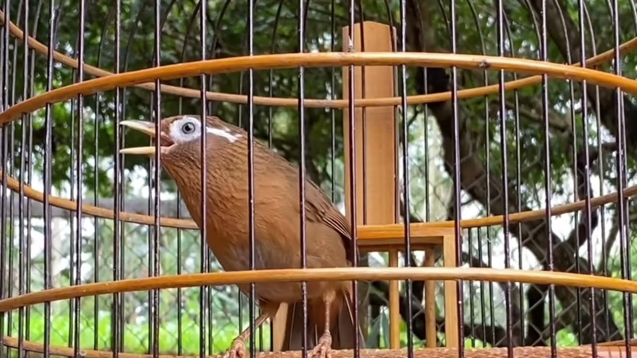 Hoạ mi bộ đẹp giọng hót cực đỉnh/ Hoạ mi hót kích bổi, Luyện chim hoạ mi hót hay nhiều giọng