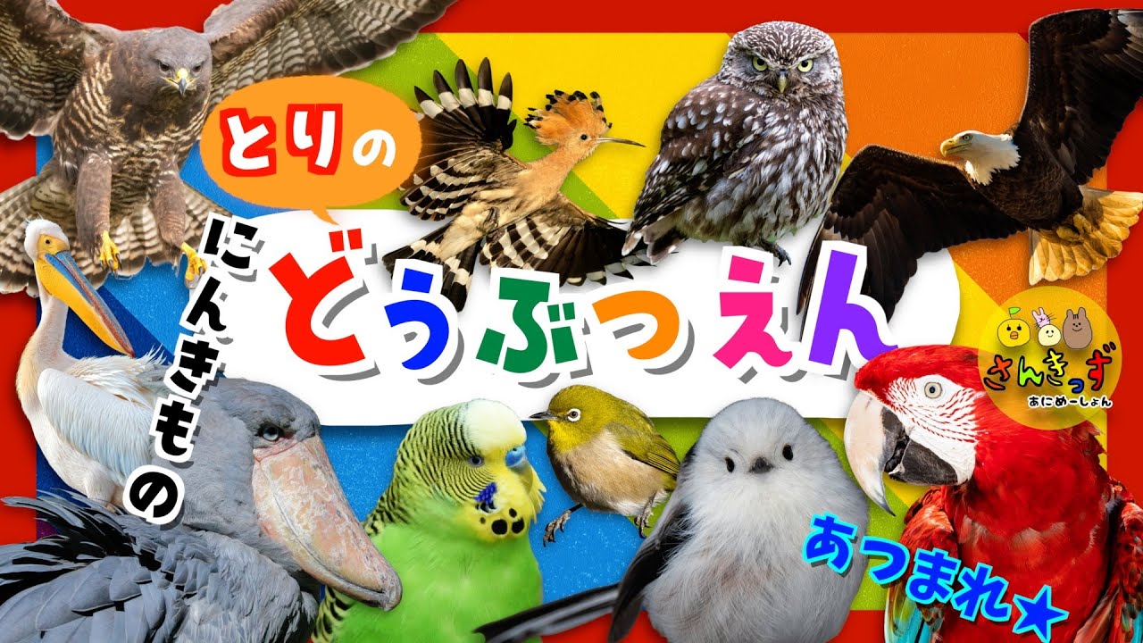 【子供向け 動物アニメ】とりの動物園へ行こう！☆人気の鳥さんが20種類も大集合！シマエナガ フクロウ ハシビロコウ｜動くとりずかんで鳥の名前を覚えよう◎ 【子供が喜ぶ 動物の知育動画】