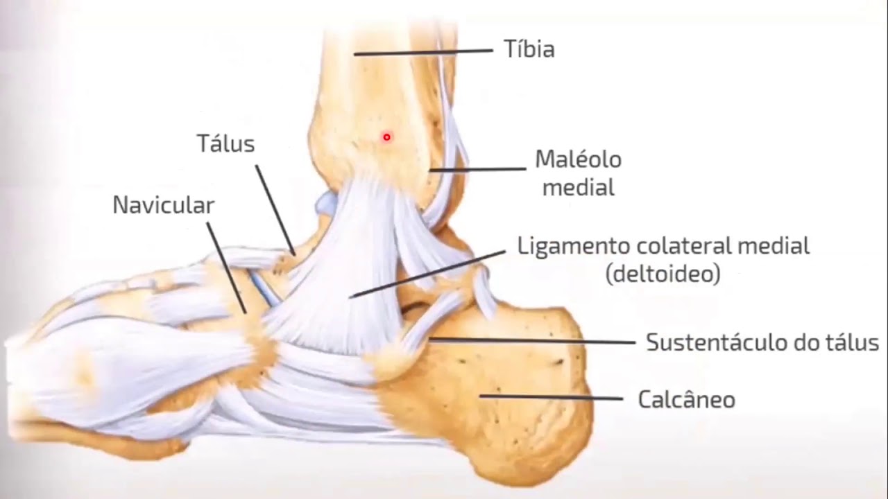 Ossos, articulações e ligamentos do pé.