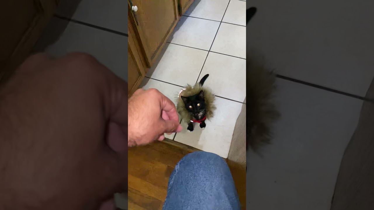 Gatito negro jugando 9