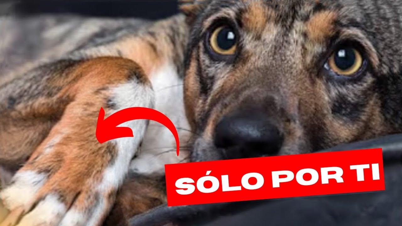 El Código Sagrado: 5 Cosas que los Perros hacen SÓLO por sus humanos FAVORITOS 🐾✨
