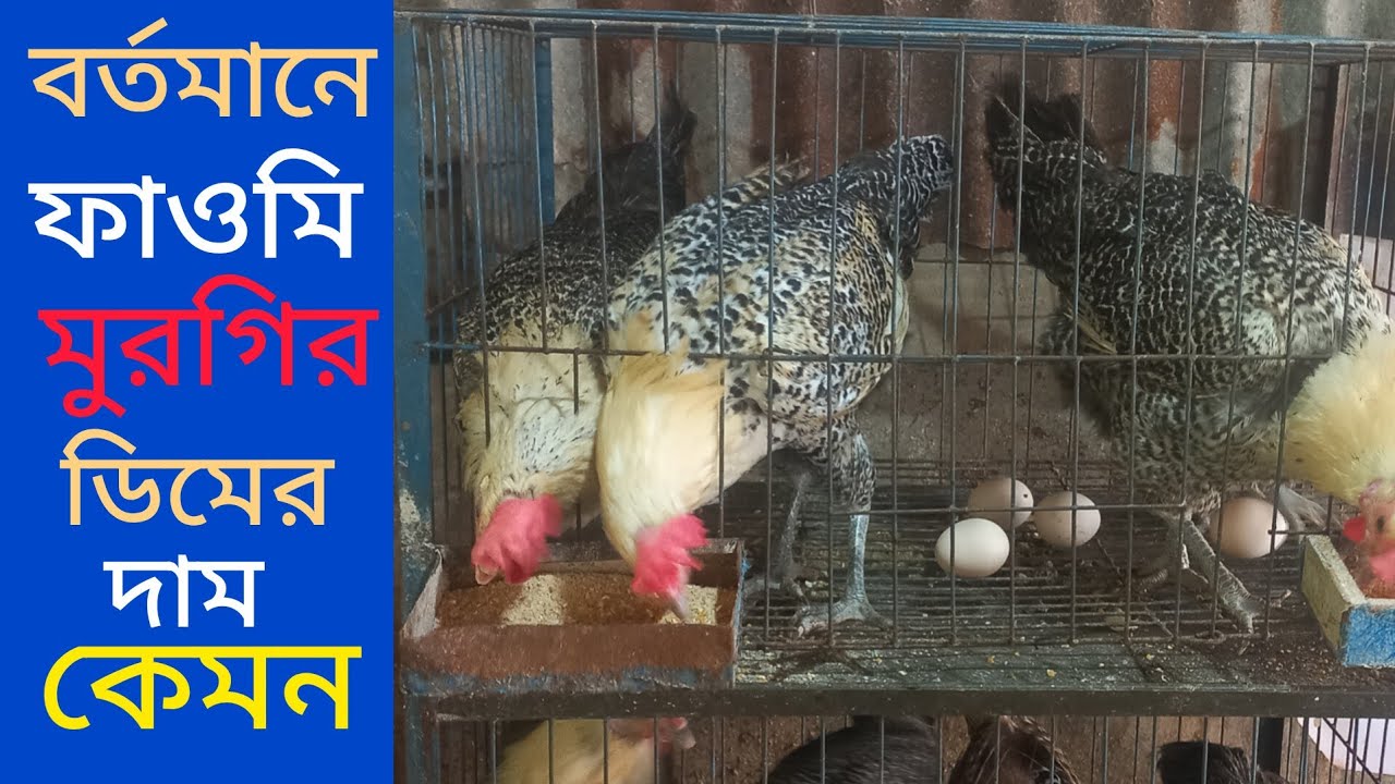 বর্তমানে ফাওমি মুরগির ডিমের দাম কেমন | Fawmi morgi | Fawmi murgi dim Price | Fawmi murgi palon 