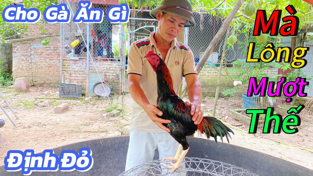 Định Đỏ - Cập Nhật Em Gà Còi Nhất Đàn Và Em Định Cho Gà Ăn Những Thức Ăn Gì / Định Đỏ